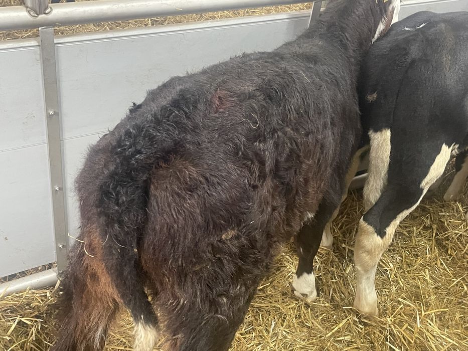 Cielaki byczki jałóweczki