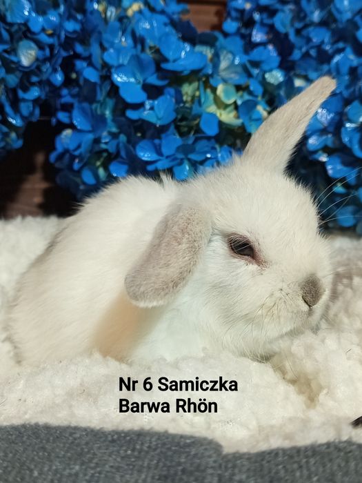 Mini Lop baranek karzełek baranek miniaturowy