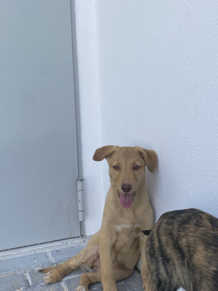 Marte, Vénus e Terra - 3 meses, porte médio