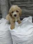 Maltipoo  suczka