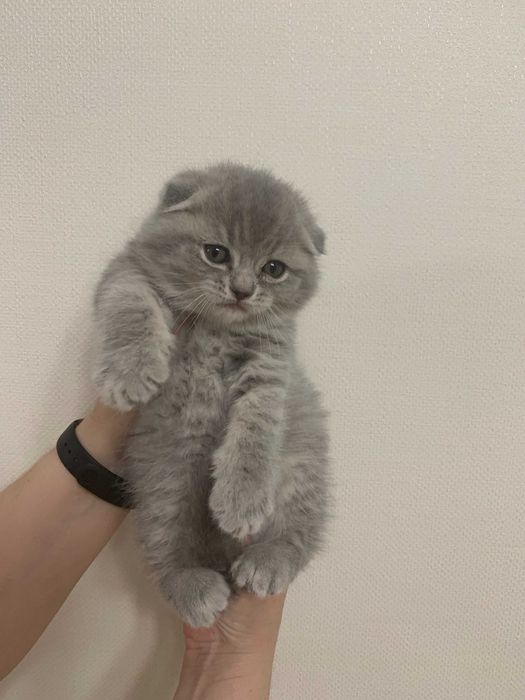 Плюшеві шотландські кошенята