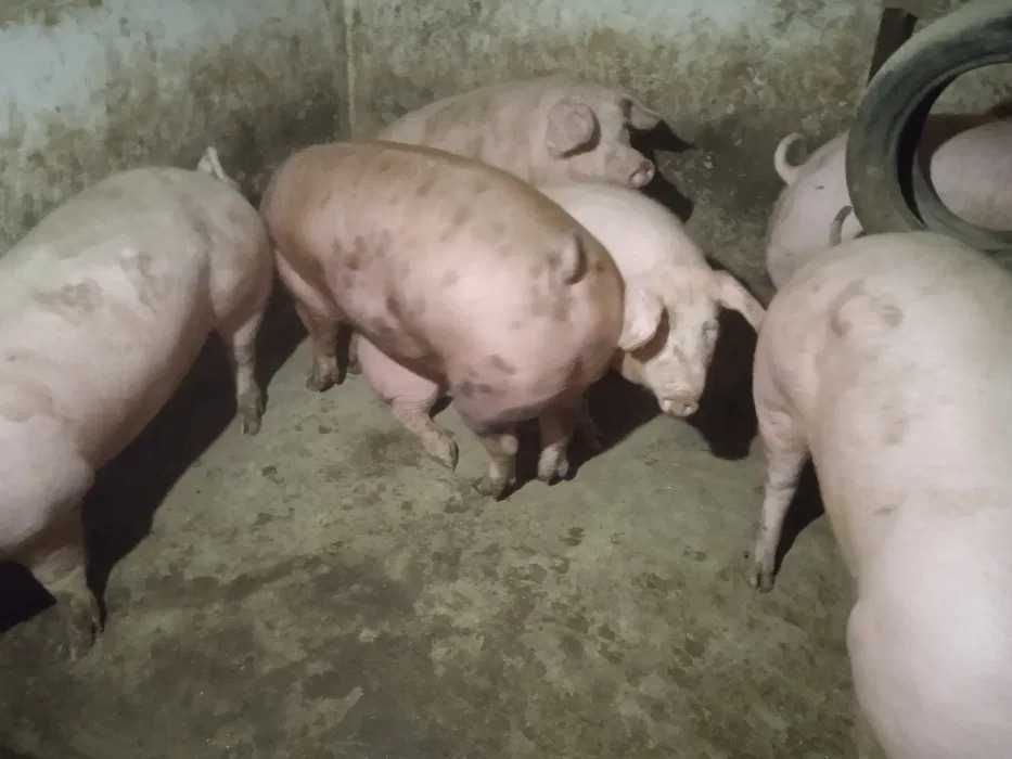 Свиня, жива вага 80 грн/кг
