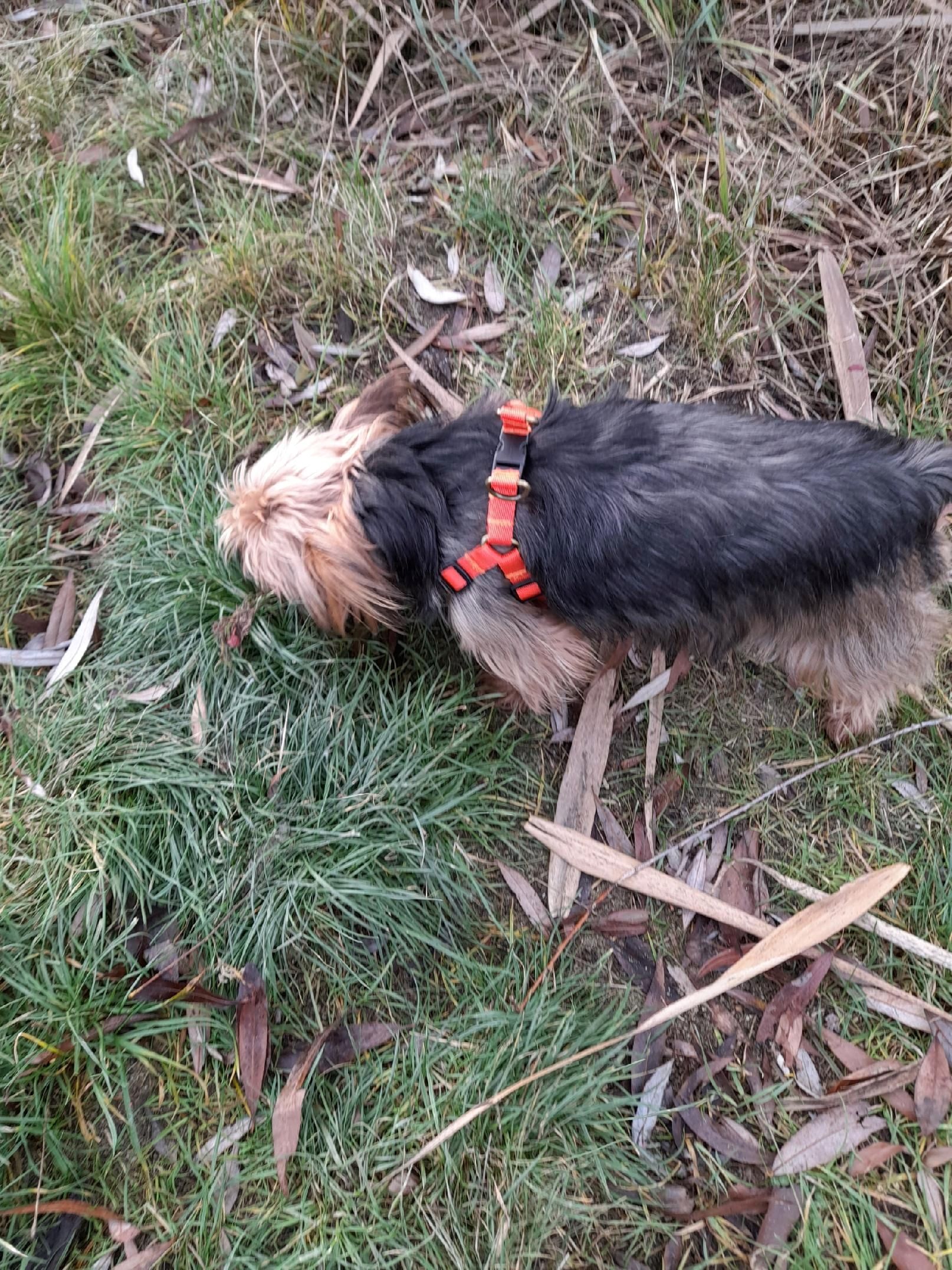 szelki dla małego psa m/l york maltańczyk shih tzu