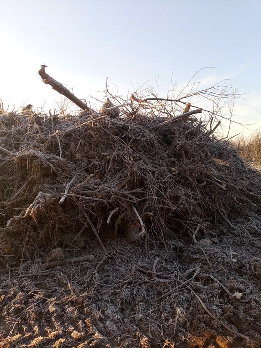 Korzenie (karpy) z drzew owocowych