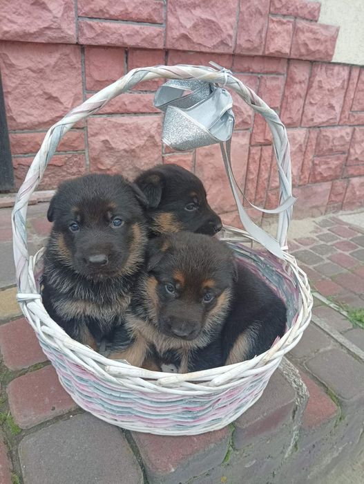 Цуценята німецька вівчарка