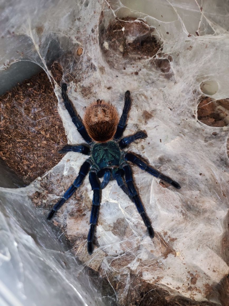 Chromatopelma cyaneopubescens samica 5,5dc