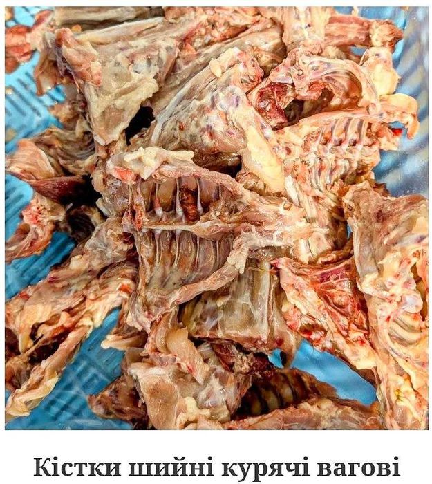 Кость шейная куриная.  Кость куриного крыла.