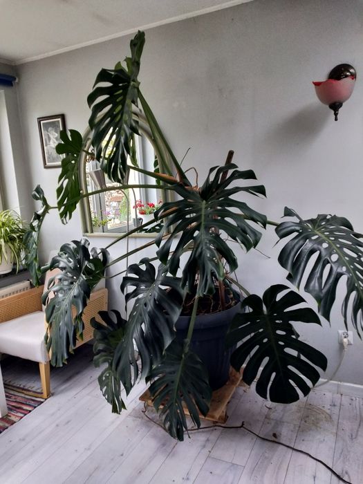 Dorodna i zdrowa monstera .