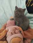 Gatinho Scottish Straight
