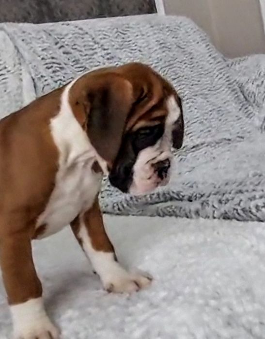 Bokser suczka bdb pochodzenie.