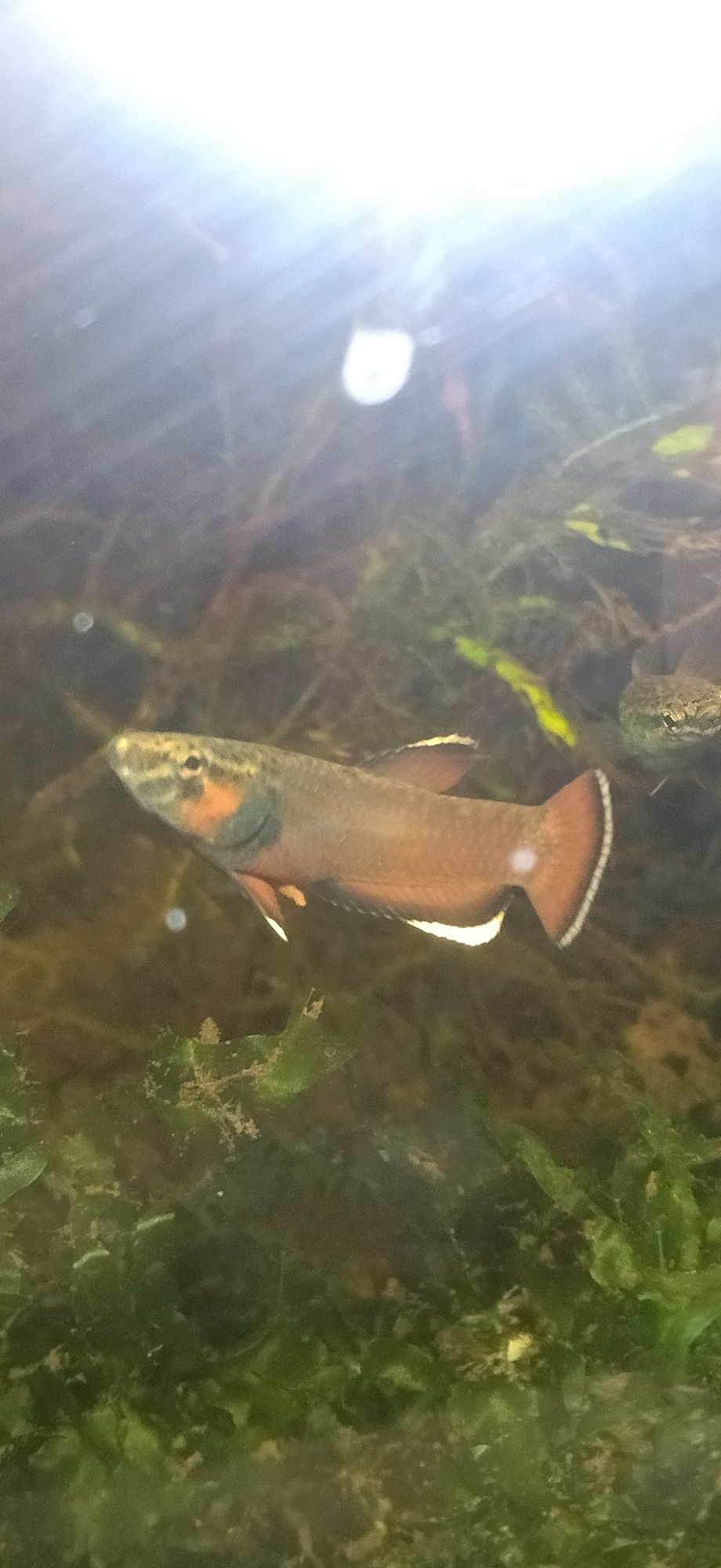 Betta Albimarginata - Malinau