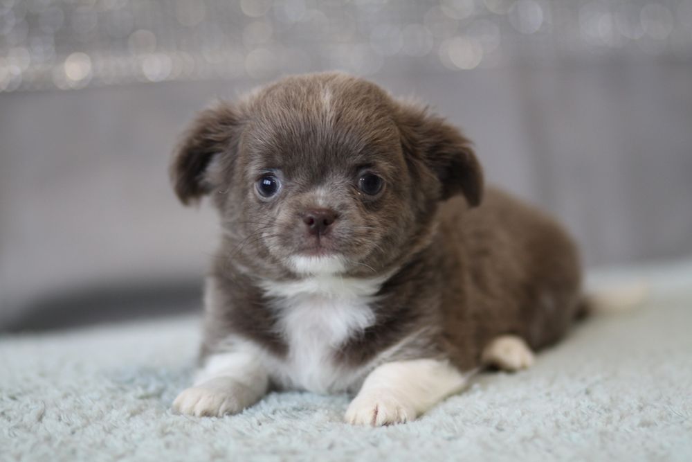 ***Chihuahua liliowy długowłosy**