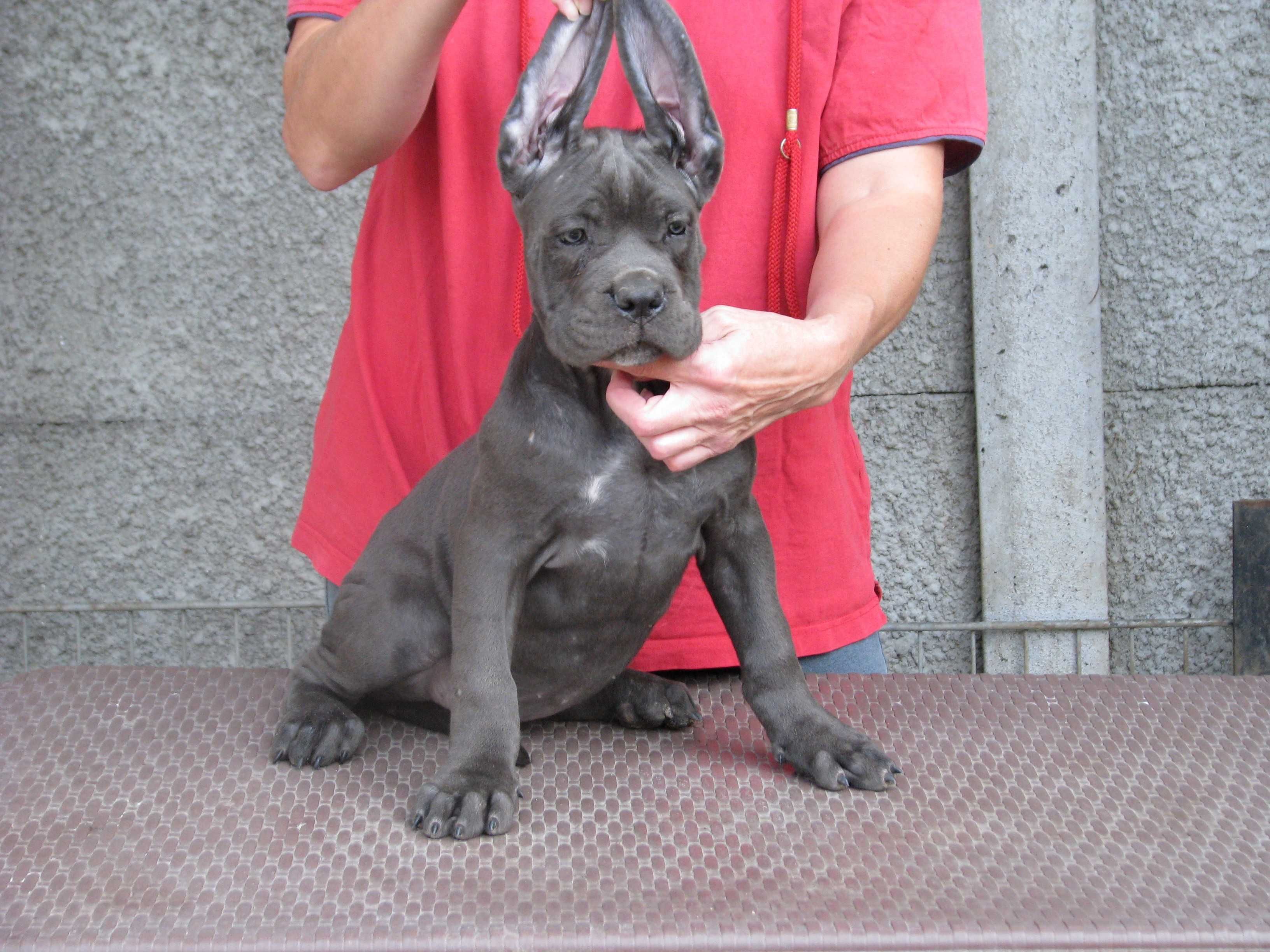 Cane corso czarne szczenie FCI (ZKwP)