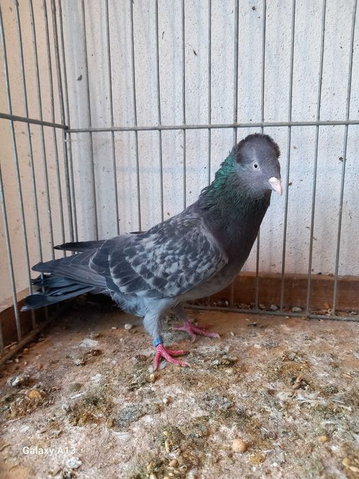 Sokoły gdańskie - sokół gdański