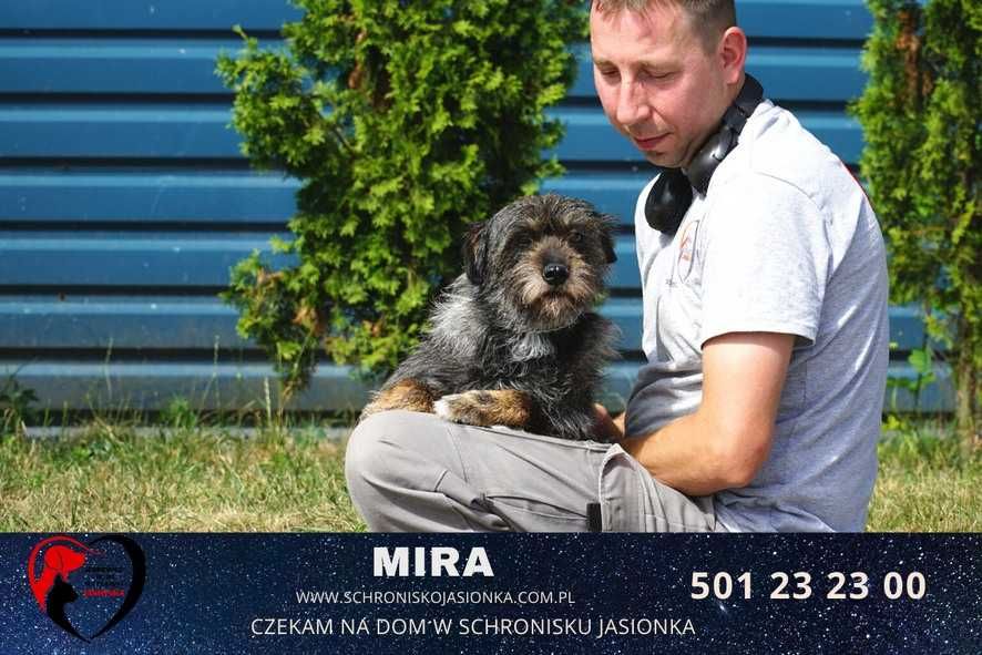 szaucer mix  Mira szuka domu schronisko Jasionka-aktualne