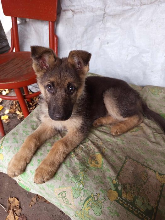 Срочно Продам немецкие овчарки чистокровные