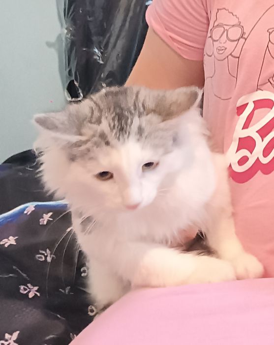 FPL Unikatowa kotka rasy Norweski Leśny. Kotka Hodowlana