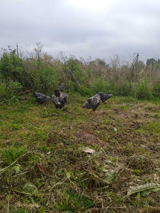 Півні Віандот срібло