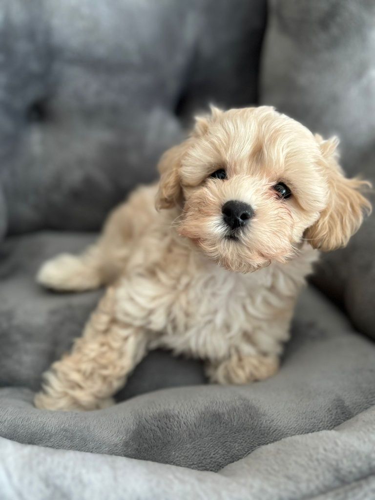 Maltipoo / chłopczyk