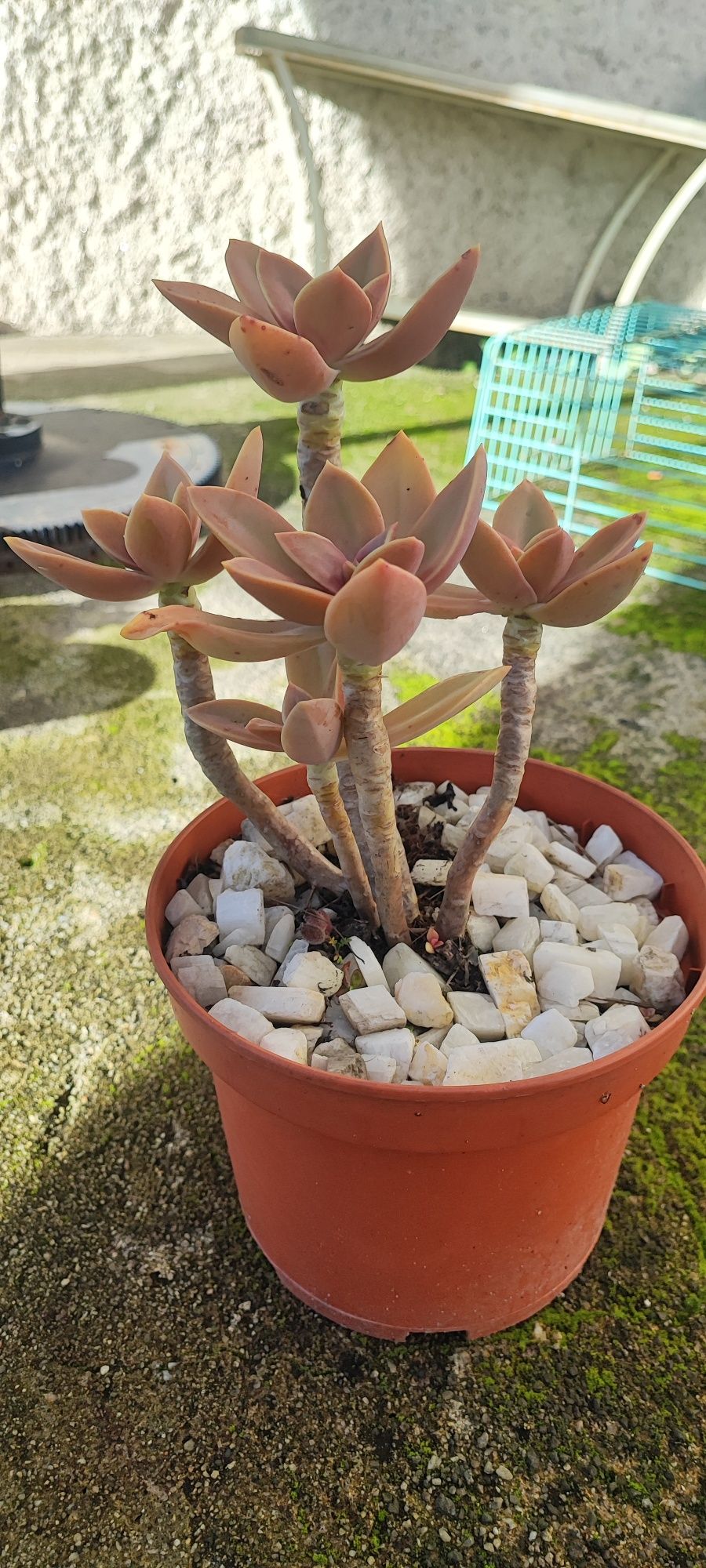 Planta suculenta