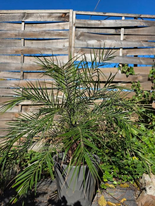 Palma Daktylowiec Niski 120cm