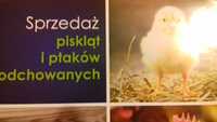 Młode kurki nioski 18tyg najbliższa sprzedaż 20 04 (sobota)