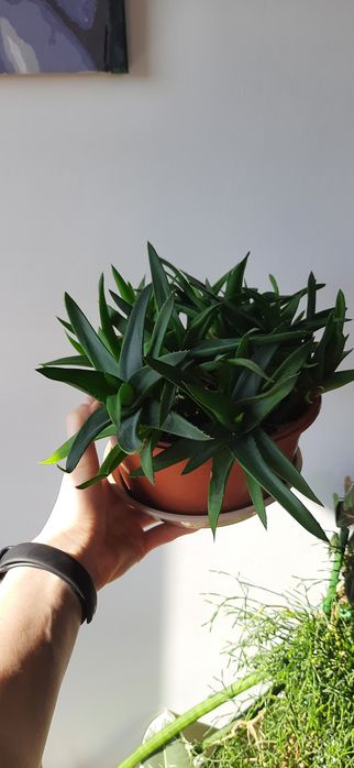 Zestaw kwiatów doniczkowych