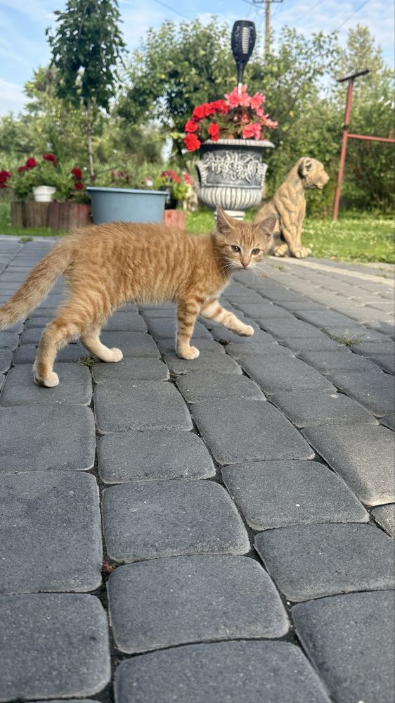 Oddam kotki za darmo