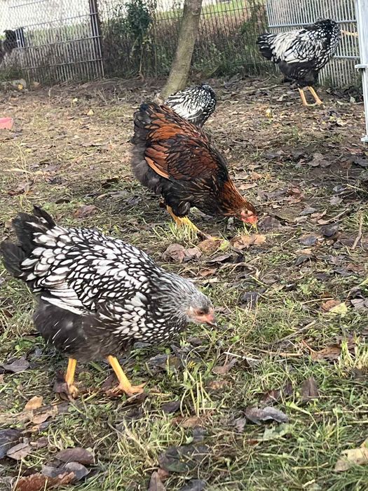 Koguty wyandotte olbrzymie