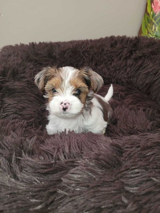 Yorkshire terrier Blueberry  dziewczynka.