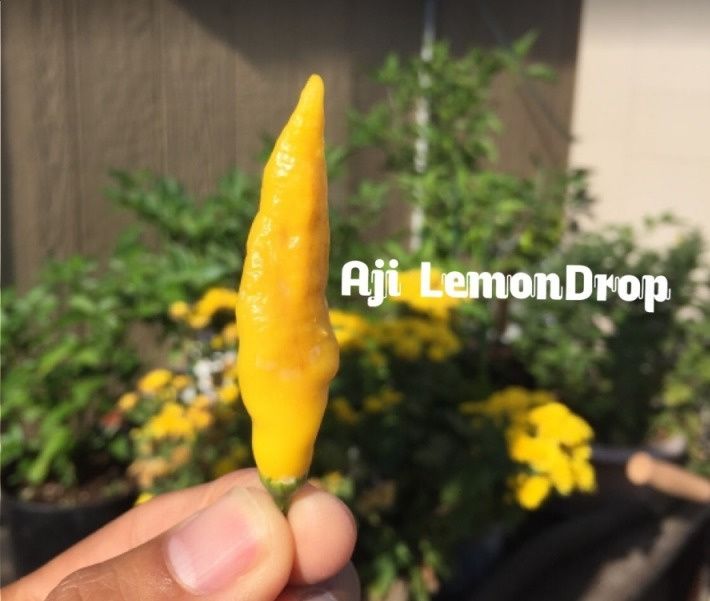 Nasiona Papryki Aji Lemon Drop Papryka Ostra 30 sztuk