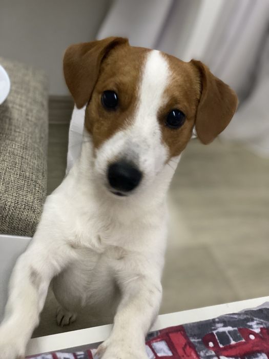 Джек рассел зведу