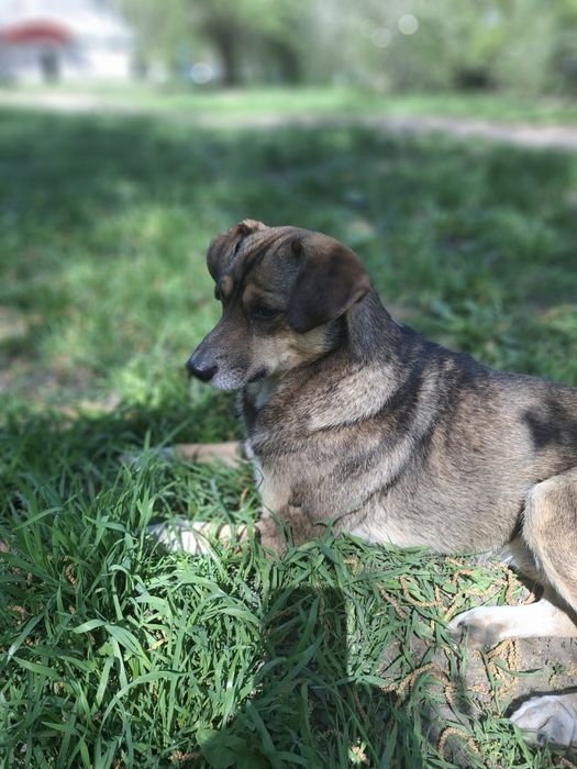 Шукаємо родину для Стрибунця..