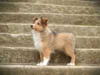 Owczarek szetlandzki, Sheltie, szczeniak, SUCZKA śniada FCI