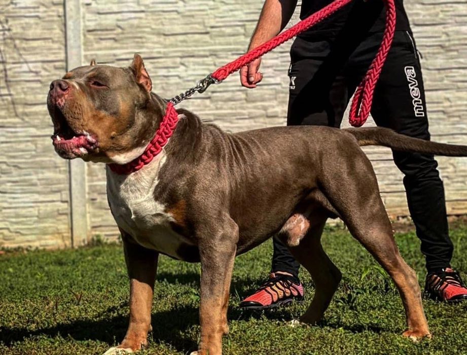 Suczka American Bully XL w kolorze lilac
