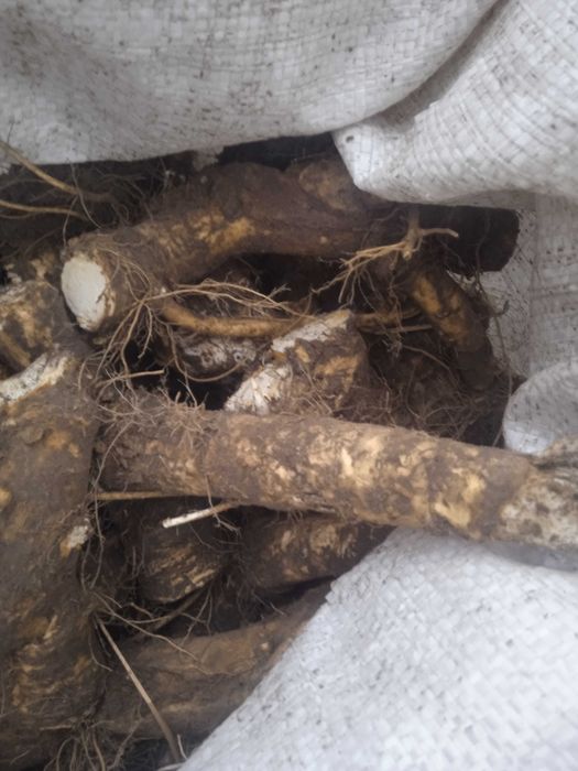 Продам хрін є обеми оптом