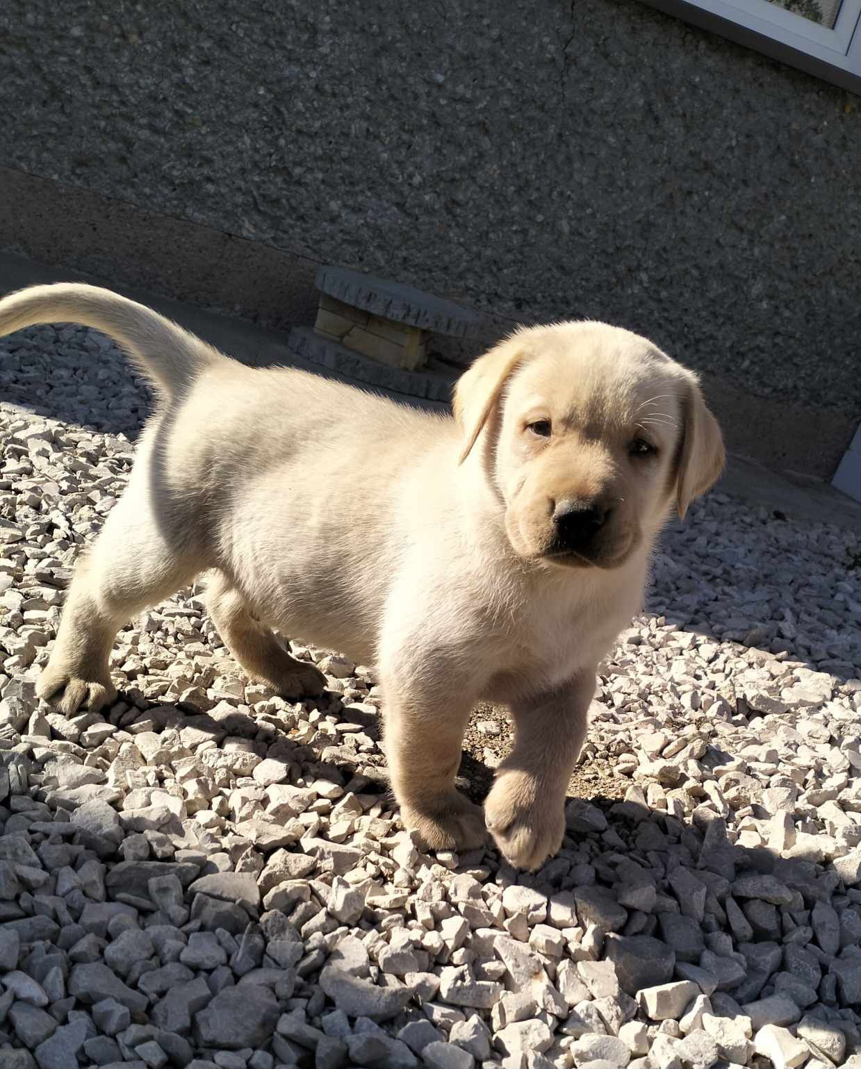 Suczka Rasy Labrador Retriever