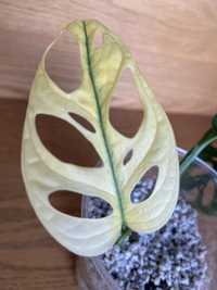 Monstera adansoni variegata