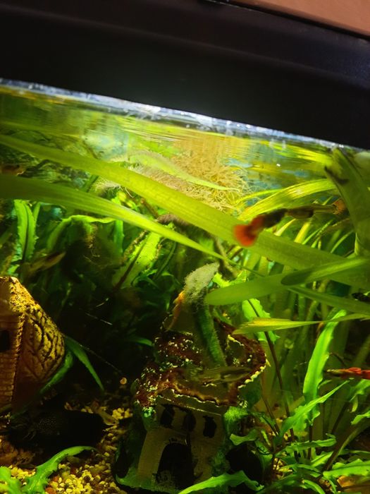 Glonojady czarne żółte