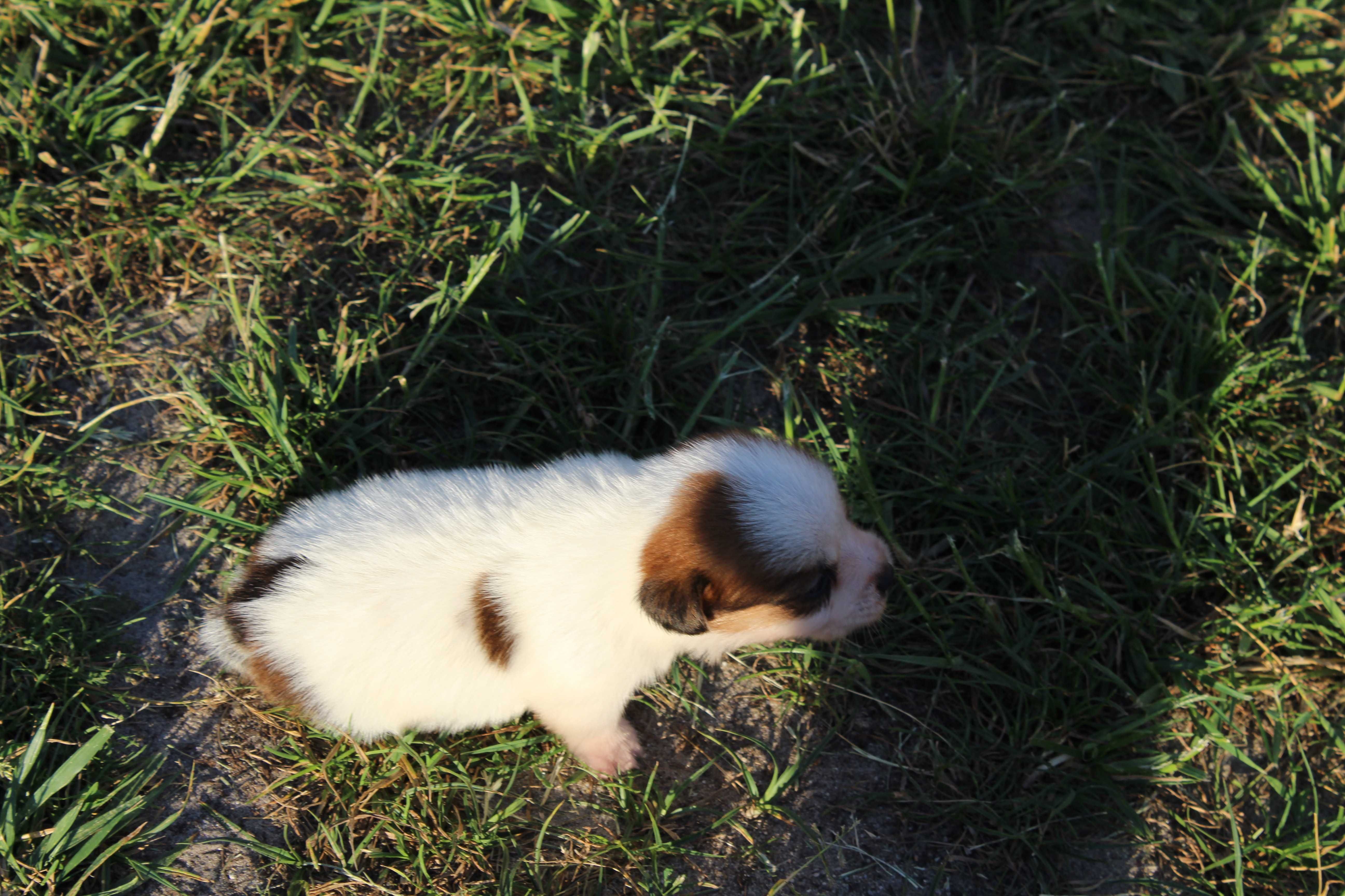 Lester szczeniak Jack Russell Terrier pochodzenie ZKWP FCI