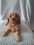 Cavalier-pudel-cavapoo