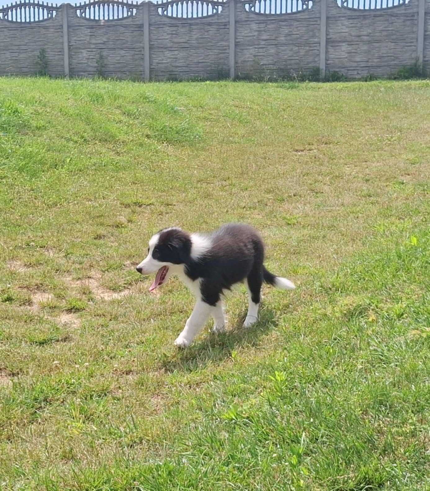 Border collie - piesek z metryką ZKwP/FCI po Championie :)