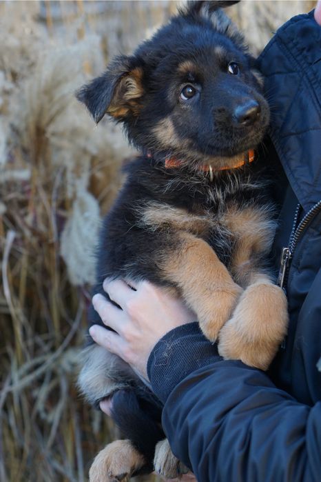 Owczarek niemiecki długowłosy szczeniak suczka