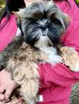 ShihTzu piesek Gringo