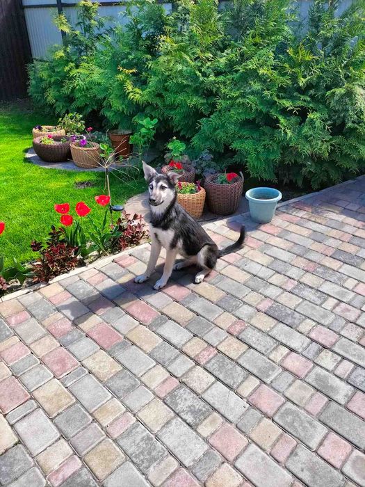 Стерилізована красуня в добрі руки