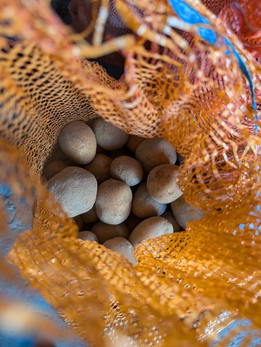 Sprzedam ziemniaki jadalne