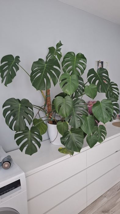 Piękna zdrowa Monstera