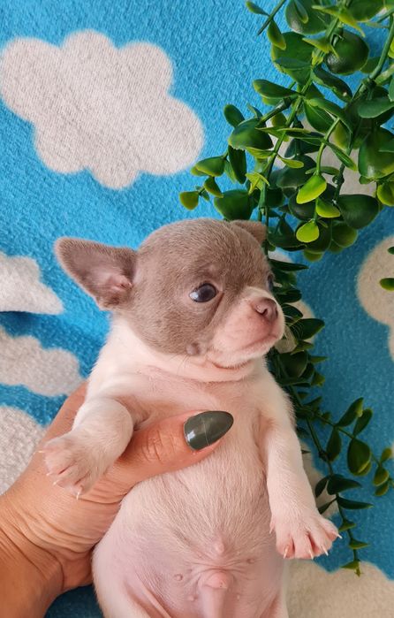 Excelente Lilac e Branco Chihuahua/Chiuaua de Qualidade