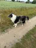 Border collie blue merle