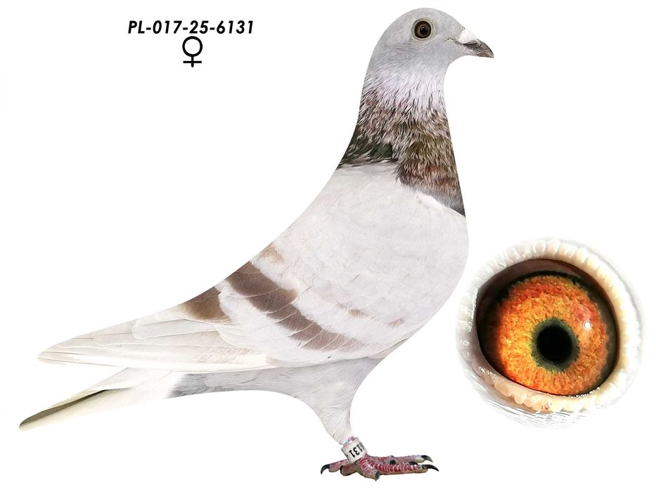 Samica po Wnukach 808 K. Paszek gołębie pocztowe